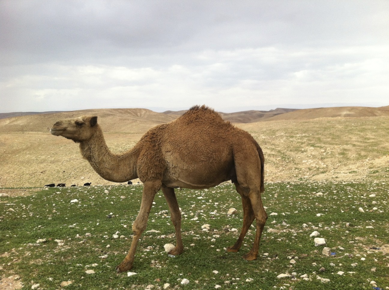 Camel in the Judean Desert
