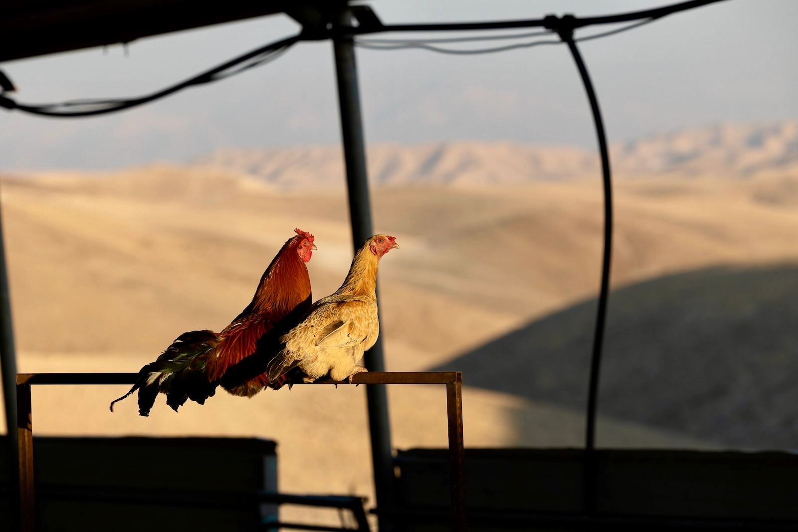 Rooster and hen perched in the Judean Desert outside Jerusalem