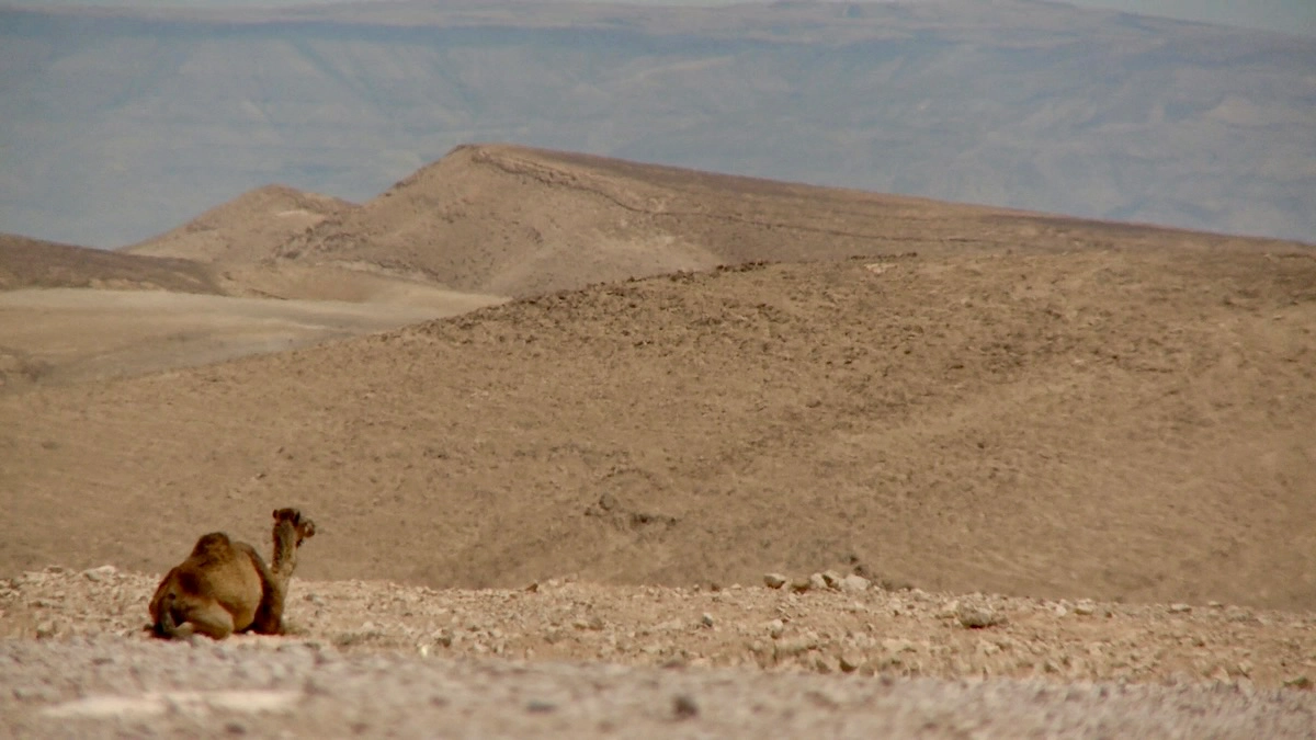 Camel resting in the Judean Desert