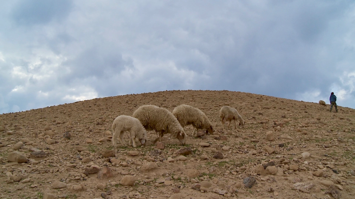 Bedouin sheep herder on a hillside in the Judean Desert